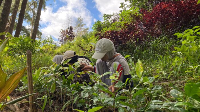 Agrowisata Kopi Mattabulu, Tim PPK Ormawa UKM KPI Unhas Dorong Destinasi Edukatif dan Berkelanjutan
