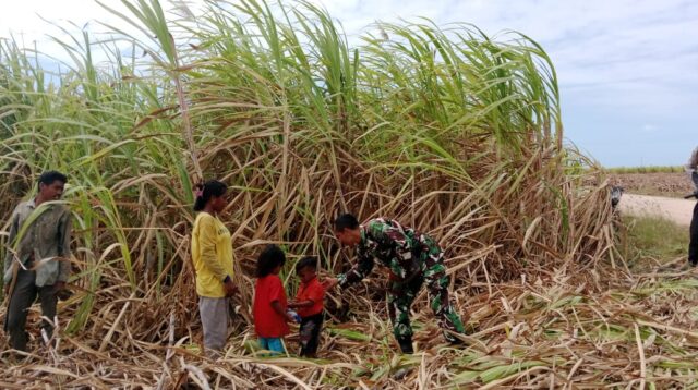 Babinsa Kodim 1601/Sumba Timur Motivasi Petani Tebu di Desa Kabaru