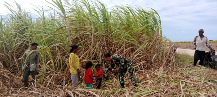 Babinsa Kodim 1601/Sumba Timur Motivasi Petani Tebu di Desa Kabaru