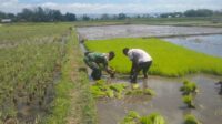 Turun ke Sawah, Babinsa Koptu Mukmin Dampingi Petani Cabut Benih Padi Siap Tanam