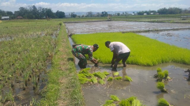 Turun ke Sawah, Babinsa Koptu Mukmin Dampingi Petani Cabut Benih Padi Siap Tanam