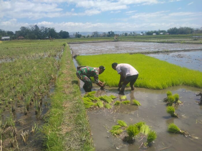 Turun ke Sawah, Babinsa Koptu Mukmin Dampingi Petani Cabut Benih Padi Siap Tanam Turun ke Sawah, Babinsa Koptu Mukmin Dampingi Petani Cabut Benih Padi Siap Tanam