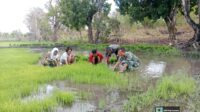 Babinsa Rindi Umalulu Turun ke Sawah, Dukung Petani Tingkatkan Produksi Padi