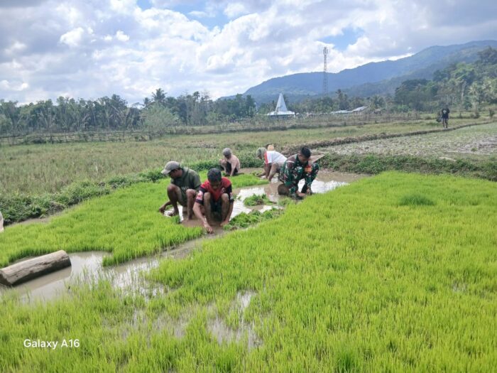 Aksi Babinsa Koramil 04/Tabundung Bantu Petani Cabut Bibit Padi Siap Tanam