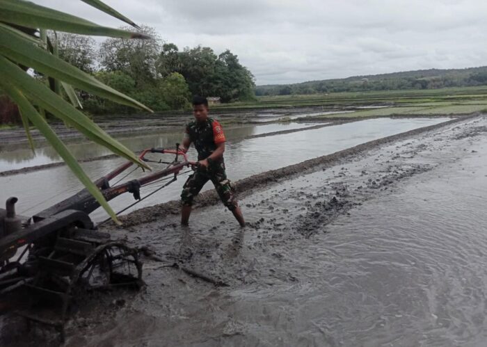 Babinsa Pahunga Lodu Bantu Petani Bajak Sawah di Kaliuda
