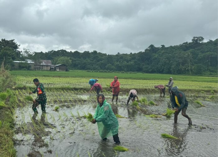 Babinsa Koramil 01/Lewa Dampingi Petani Tanam Padi di Desa Makamenggit