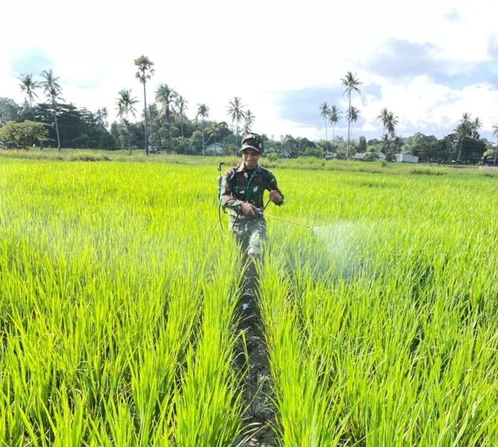 Babinsa Koramil 02 Rindi Umalulu Aktif Dampingi Petani