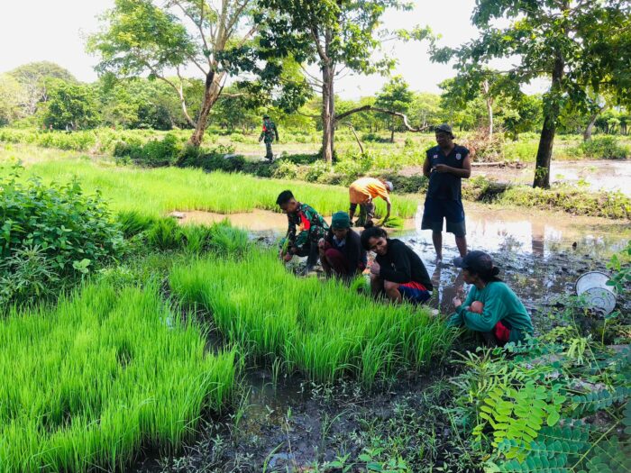 Warga Apresiasi Kehadiran Babinsa di Sawah Desa Nggongi