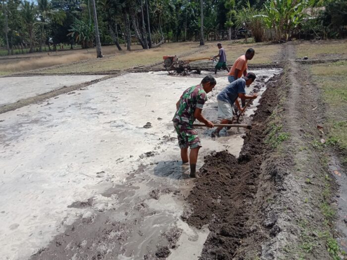 TNI AD Turun Sawah, Dorong Ketahanan Pangan di Sumba Timur