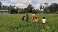 TNI Bersama Petani Malumbi Kawal Pertumbuhan Padi Jelang Panen