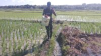 Babinsa Pahunga Lodu Kawal Pertanian dan Stabilitas Wilayah