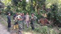 Kopda Kuat Waluyo: Patroli Bersama untuk Jaga Kelestarian Hutan Wahang