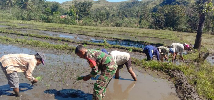 Babinsa Tabundung Turun ke Sawah Dukung Ketahanan Pangan Nasional