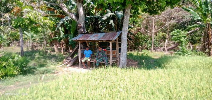 Dukung Ketahanan Pangan, Babinsa Turun ke Sawah di Kanatang
