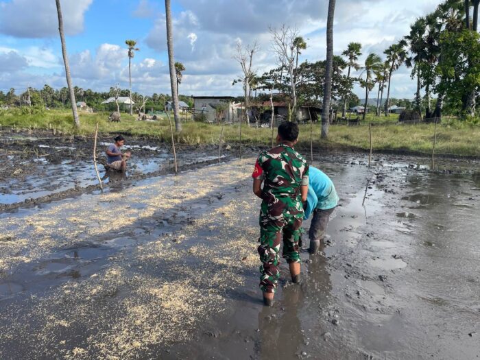 Babinsa Rindi Umalulu Dampingi Petani dalam Penyemaian Bibit Padi
