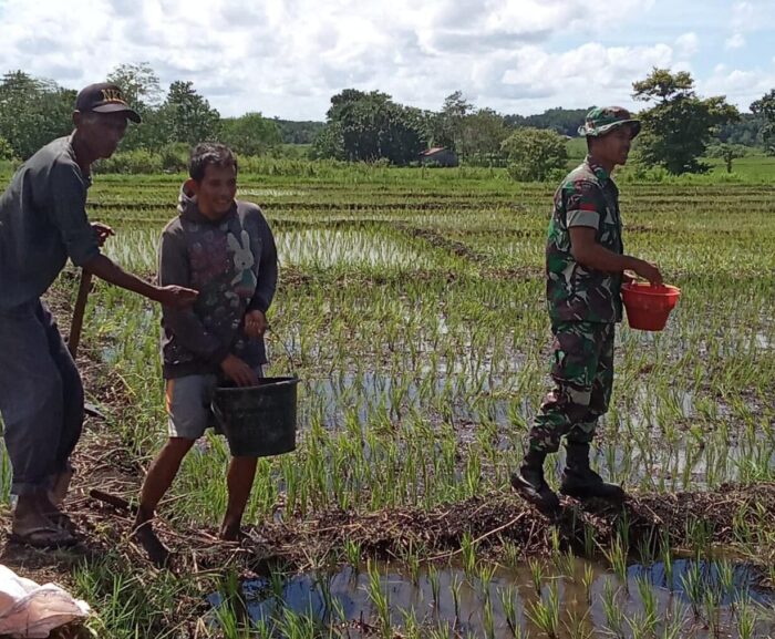Babinsa Lewa Dampingi Petani Sebar Pupuk NPK untuk Tingkatkan Hasil Padi