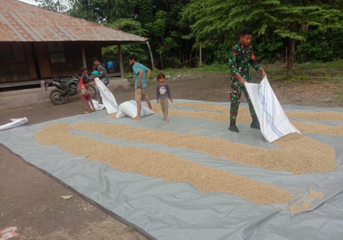 Babinsa Pahunga Lodu Bantu Warga Jemur Padi di Desa Palanggai