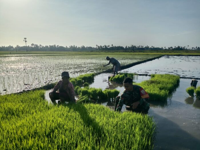 Sinergi TNI dan Petani Percepat Masa Tanam Padi di Umalulu
