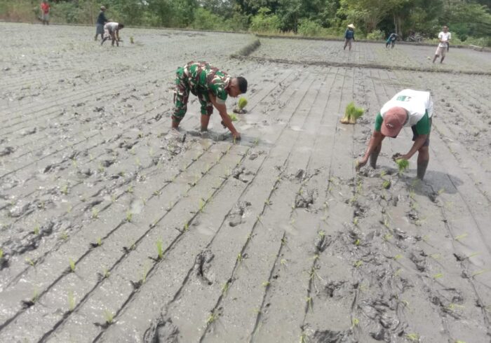Babinsa Pahunga Lodu Dampingi Petani Tanam Padi di Desa Kaliuda