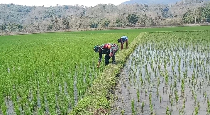 Komsos dan Pendampingan Pertanian, Babinsa Tabundung Dekat dengan Warga