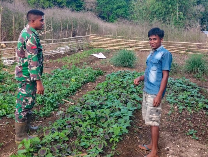 Dukung Ketahanan Pangan, Babinsa Lewa Dampingi Petani Sayur
