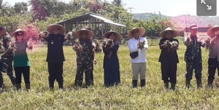 Wabup Timotius Ragga Dorong Petani Sumba Barat Kembangkan Bawang Merah