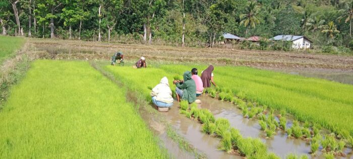Wujud Kepedulian TNI, Sertu Ejiman Turun Langsung ke Sawah