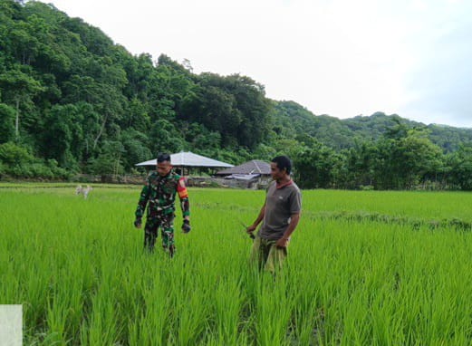 Babinsa Tabundung Dampingi Petani Rawat Tanaman Padi Dukung Ketahanan Pangan
