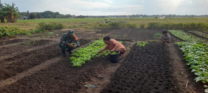 TNI dan Warga Bersinergi Wujudkan Pertanian Mandiri di Rindi Umalulu