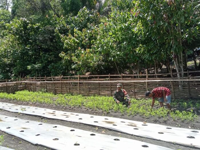 Babinsa Katikutana Dampingi Petani Hortikultura di Sumba Tengah
