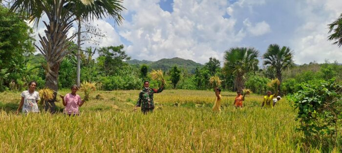 Dukung Ketahanan Pangan, Babinsa Koramil 06/Karera Ikut Panen Padi Bersama Petani