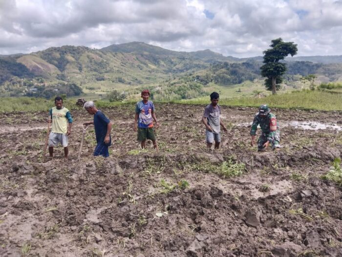 Babinsa Koramil 02/Walakaka Hadir Bersama Warga Siapkan Lahan Sawah di Desa Kabukarudi