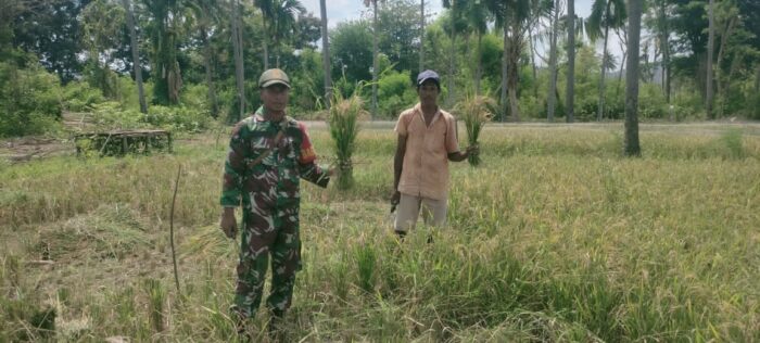 Babinsa Kambera Dampingi Warga Panen Padi Dukung Ketahanan Pangan Nasional