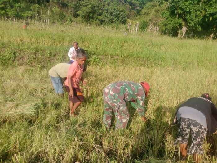Babinsa Karera Dampingi Petani Panen Padi di Desa Nggongi