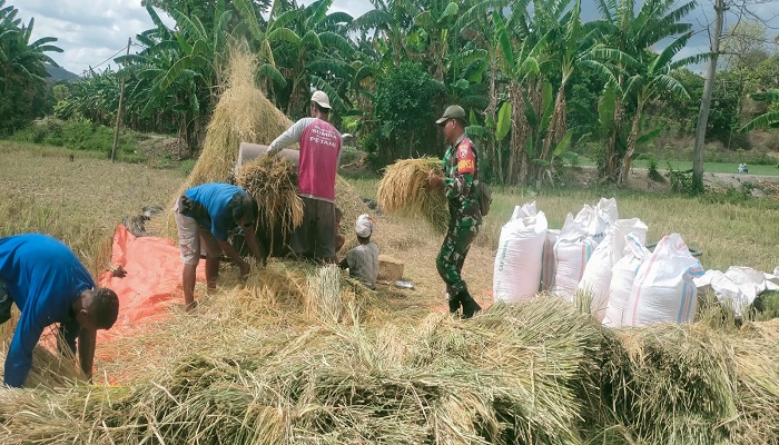 TNI dan Petani Wangga Bersinergi Perkuat Ketahanan Pangan Daerah