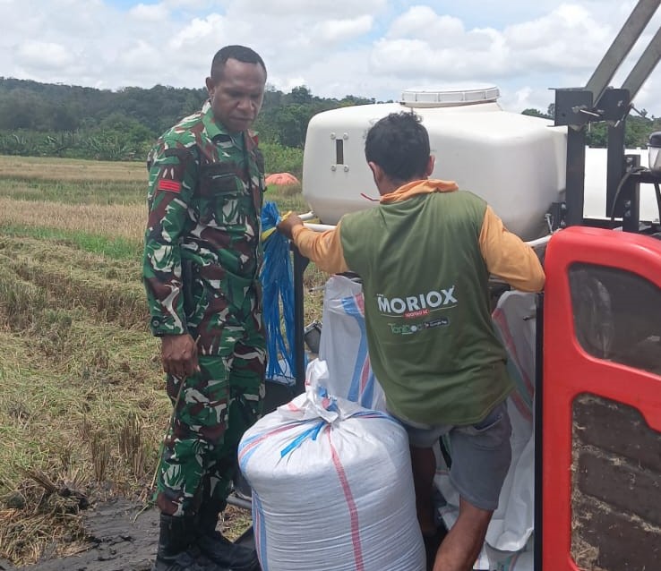 Babinsa Pahunga Lodu Dampingi Petani Panen Padi Gunakan Mesin Modern