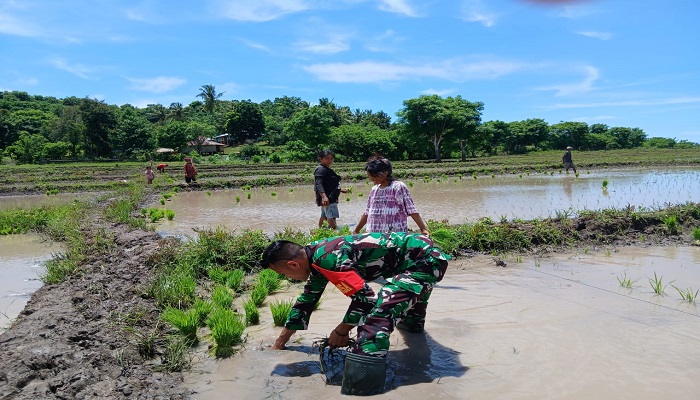 Pratu Denis Deru Peta Dukung Petani Desa Bangga Watu Optimalkan Musim Tanam