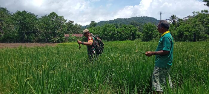 Babinsa Koramil 1601-04/Tabundung Dampingi Petani Tingkatkan Ketahanan Pangan