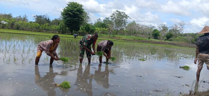 Dukung Ketahanan Pangan, Babinsa Turun ke Sawah Bantu Petani