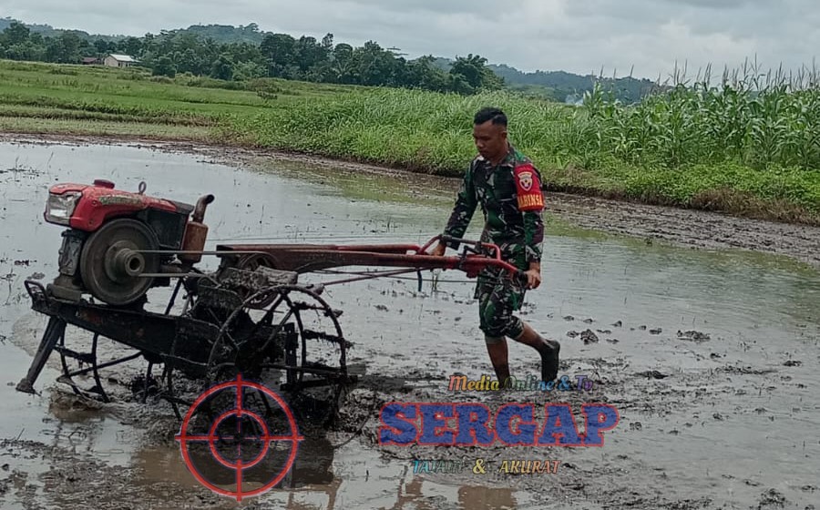 Babinsa Lewa Turun Sawah, Percepat Pembajakan Lahan Petani Kondamara