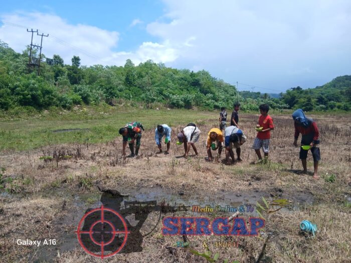 Babinsa Koramil 1601-04/Tabundung Bantu Warga Tanam Padi di Desa Wudipandak