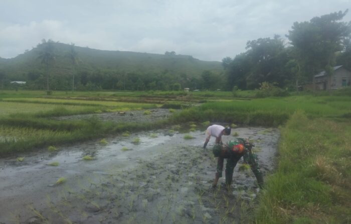 Dukung Hanpangan, Babinsa Koramil 05/Waingapu Bantu Petani Tanam Padi di Mau Hau