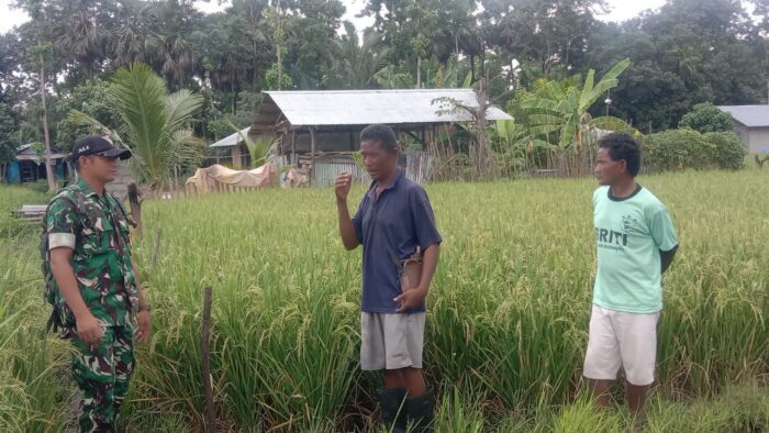 Babinsa Kodim 1601/Sumba Timur Turun ke Sawah Pantau Padi Siap Panen di Malumbi