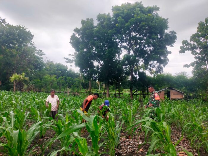 Babinsa Koramil 03/Pahunga Lodu Cek Tanaman Jagung Warga yang Terserang Ulat