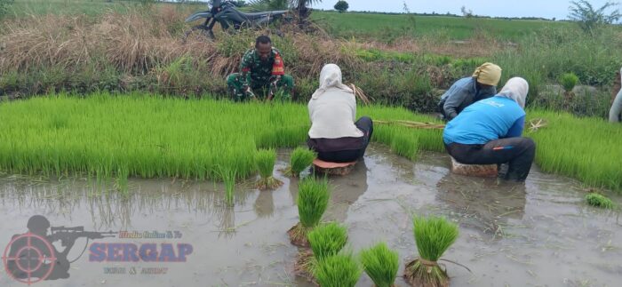 Babinsa Koramil 1601-03/Pahunga Lodu Bantu Warga Cabut Bibit Padi di Desa Wulla