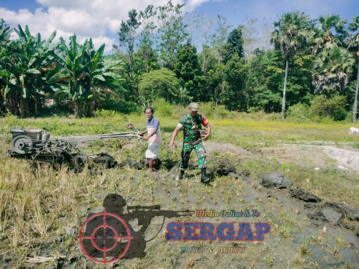 Babinsa Waingapu Dampingi Petani Bajak Sawah di Lambanapu
