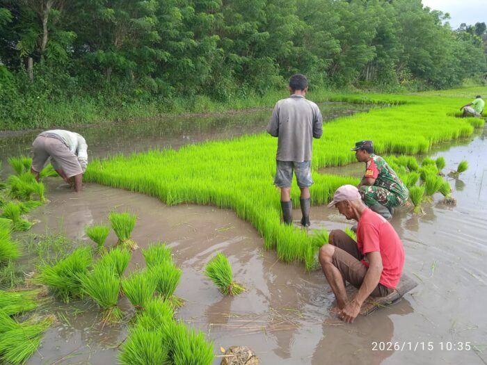 Dukung Ketahanan Pangan, Babinsa Lewa Dampingi Petani Cabut Bibit Padi