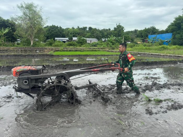 TNI Turun ke Sawah, Babinsa Bantu Pengolahan Lahan Pertanian di Kaliuda