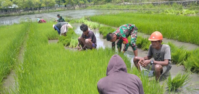 Percepat Masa Tanam, Babinsa Koramil 06/Karera Bantu Petani Cabut Bibit Padi