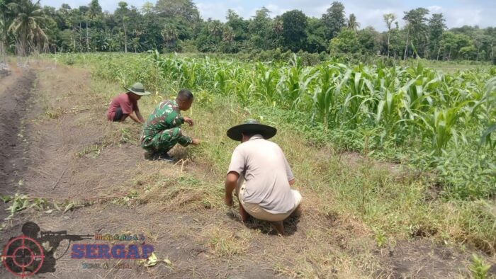 Babinsa Koramil 05/Waingapu Dampingi Petani Bersihkan Lahan Persiapan Tanam Tomat